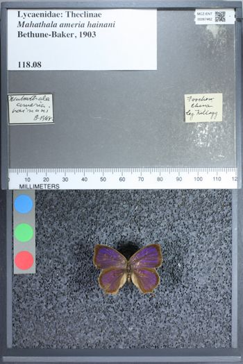 Media type: image;   Entomology 67462